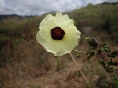 Hibiscus diversifolius