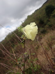 Hibiscus diversifolius
