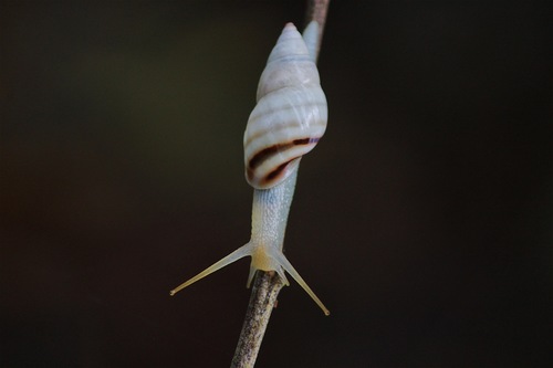 Banded Cone
