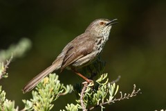 Prinia hypoxantha