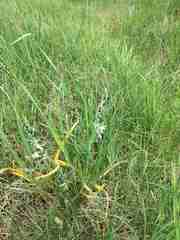 Ornithogalum boucheanum