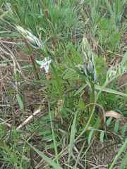 Ornithogalum boucheanum