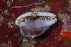 Cypraeovula