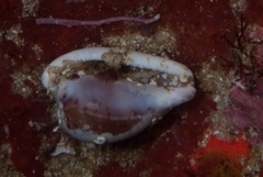 Cypraeovula