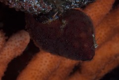 Alcyonidium nodosum