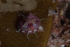 Gibbula multicolor