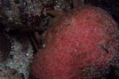 Pseudodromia latens