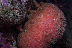 Pseudodromia latens