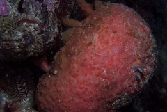 Pseudodromia latens