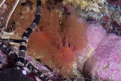 Thyone aurea