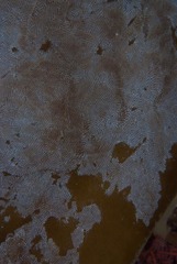 Membranipora rustica