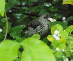 Dicaeum erythrorhynchos