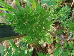 Anthriscus sylvestris