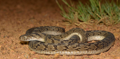 Dasypeltis scabra