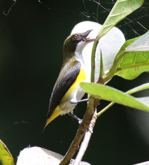 Dicaeum aureolimbatum