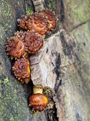 Pholiota glutinosa