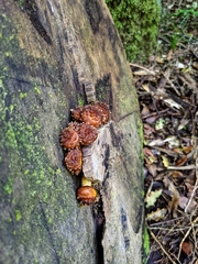 Pholiota glutinosa