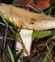 Russula neerimea