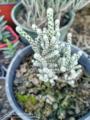 Helichrysum coralloides