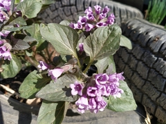 Physochlaina physaloides