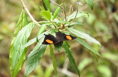 Daedalma dinias dinias
