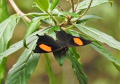 Daedalma dinias dinias