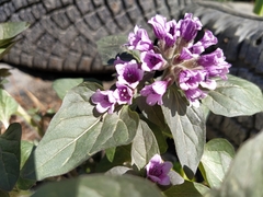 Physochlaina physaloides