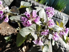 Physochlaina physaloides