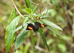 Daedalma dinias dinias
