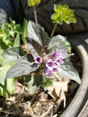 Physochlaina physaloides