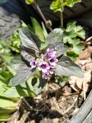 Physochlaina physaloides