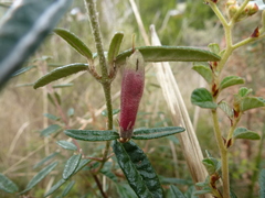 Correa decumbens