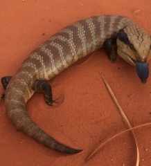 Tiliqua multifasciata