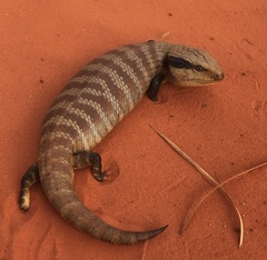 Tiliqua multifasciata