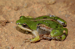 Cacosternum boettgeri