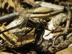 Phanogomphus exilis