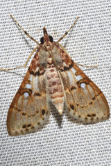 Azochis rufidiscalis