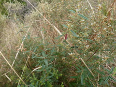Correa decumbens