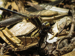 Phanogomphus exilis
