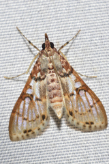Azochis rufidiscalis