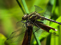 Phanogomphus exilis