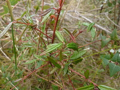 Correa decumbens