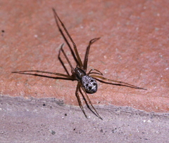 Floronia bucculenta
