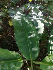 Scadoxus multiflorus katharinae