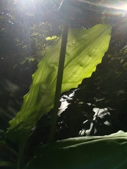 Scadoxus multiflorus katharinae