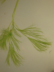 Ranunculus penicillatus