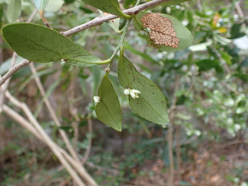 Polycardia lateralis