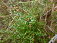 Leionema hillebrandii