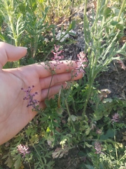 Fumaria kralikii