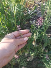 Fumaria kralikii